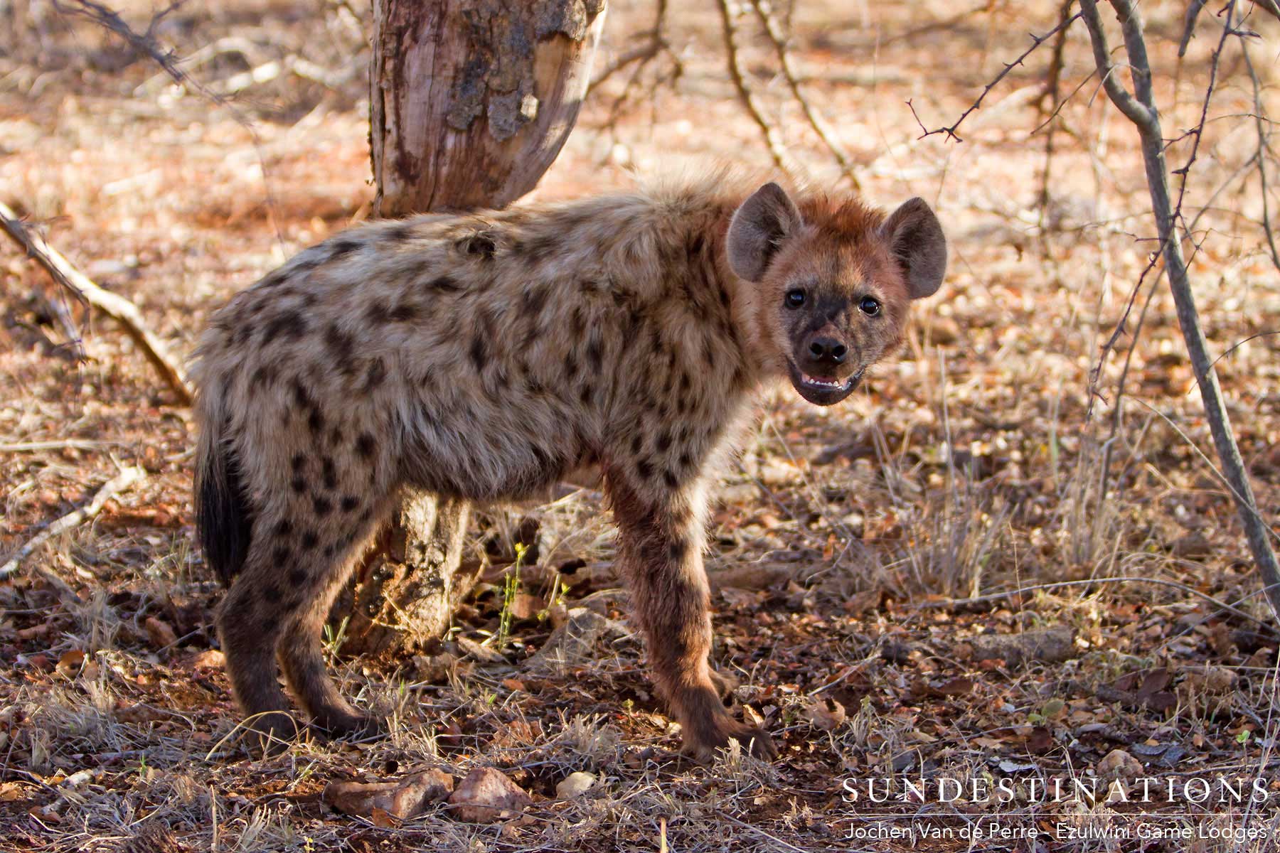 Hyena Smothered in Blood