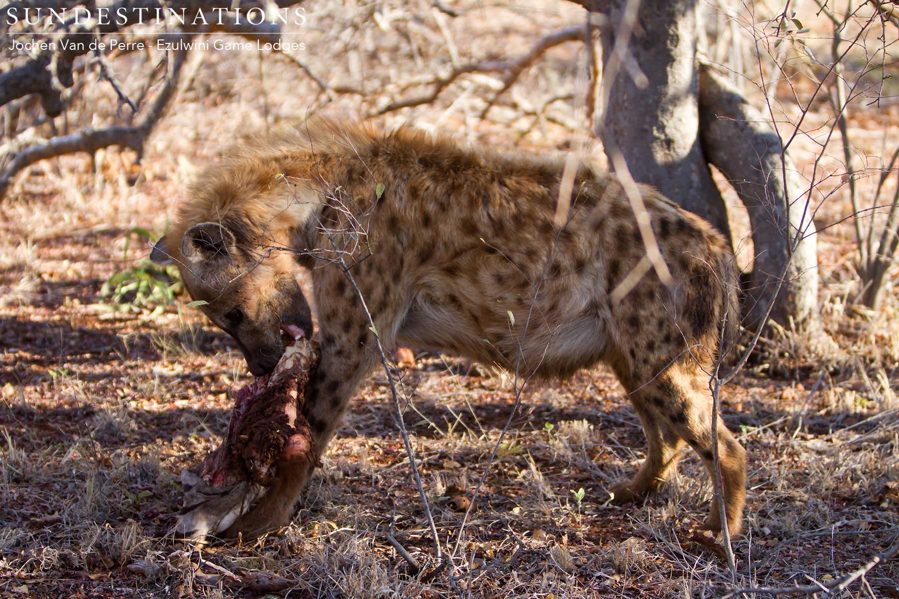 Hyena with Scraps