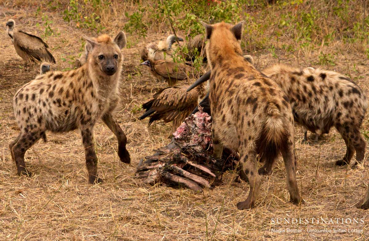Hyena Umkumbe Safari Lodge
