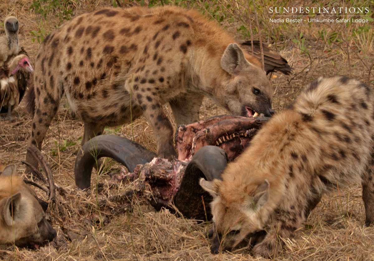 Hyena with Buffalo Kill