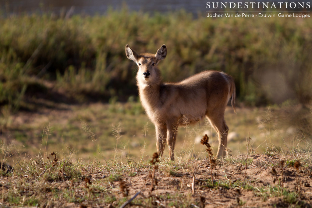 A waterbuck babe reciprocates our interest and pauses to watch us, watching him