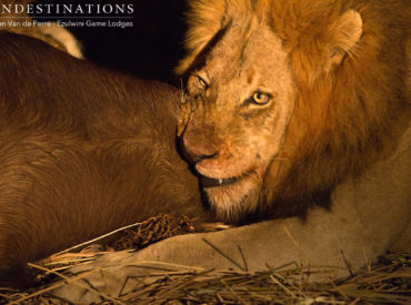 The lion pride dynamics of the Balule Nature Reserve are fast becoming an intricate minefield of power, bravado and nervousness. There’s always a shift in dynamics within prides when sub-adult males become testosterone fuelled beasts ready to mark their mark in the “jungle” and claim territories. This is exactly what has been happening on the traverse covering the […]