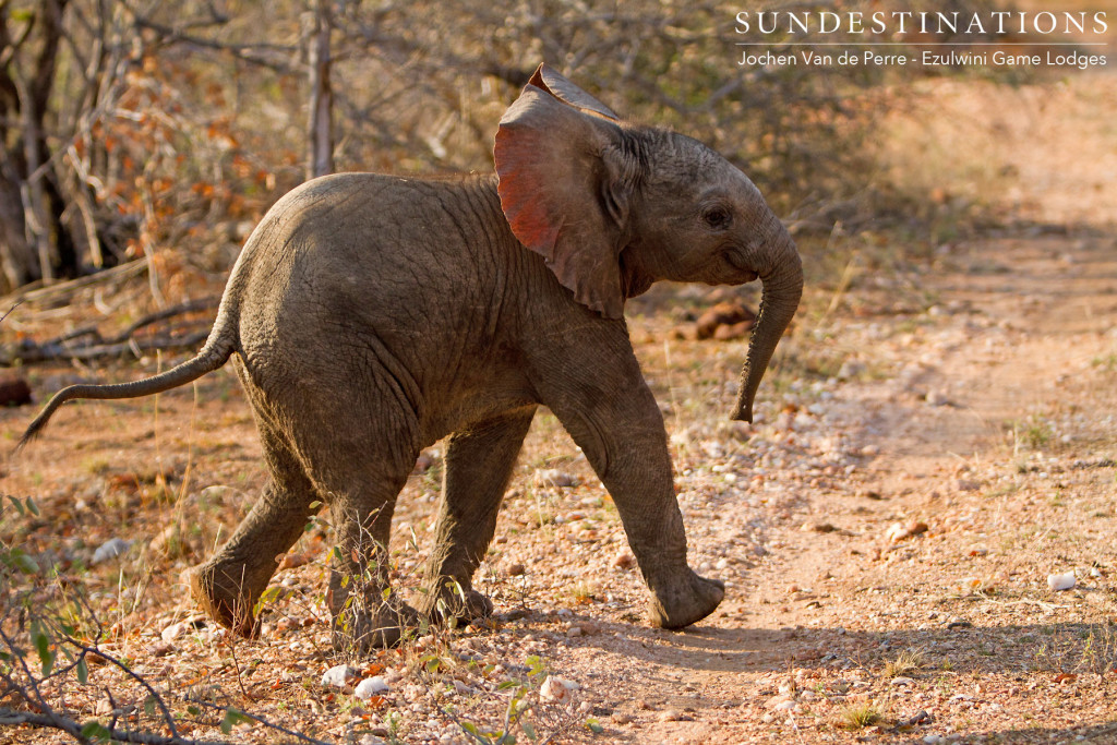 A speedy road crossing taking place in front of our game viewer, as this pink-eared ellie dashes across the opening to find the shelter of its mother