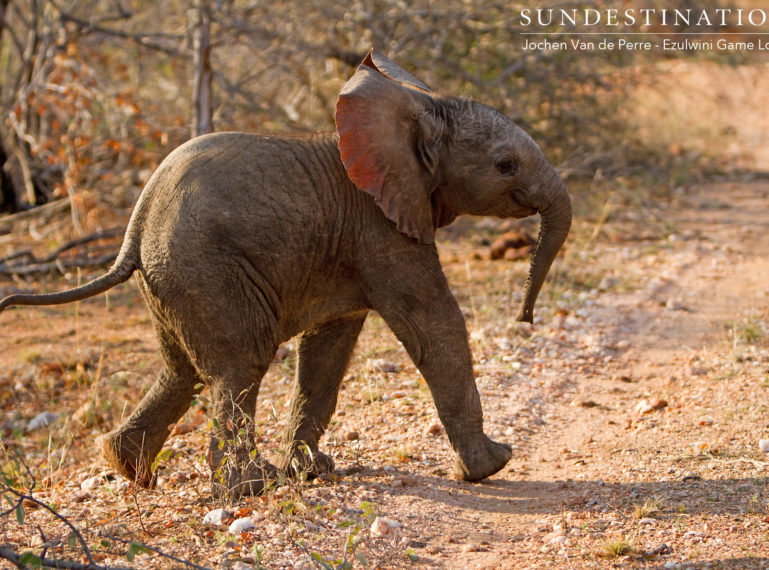 Week in Pictures: Born to be Wild