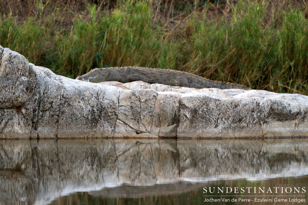 A perfect reflection of a sun-whitened rock, which is the perfect sun lounger for an Olifants River crocodile