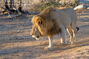 Duma's Brother Lion
