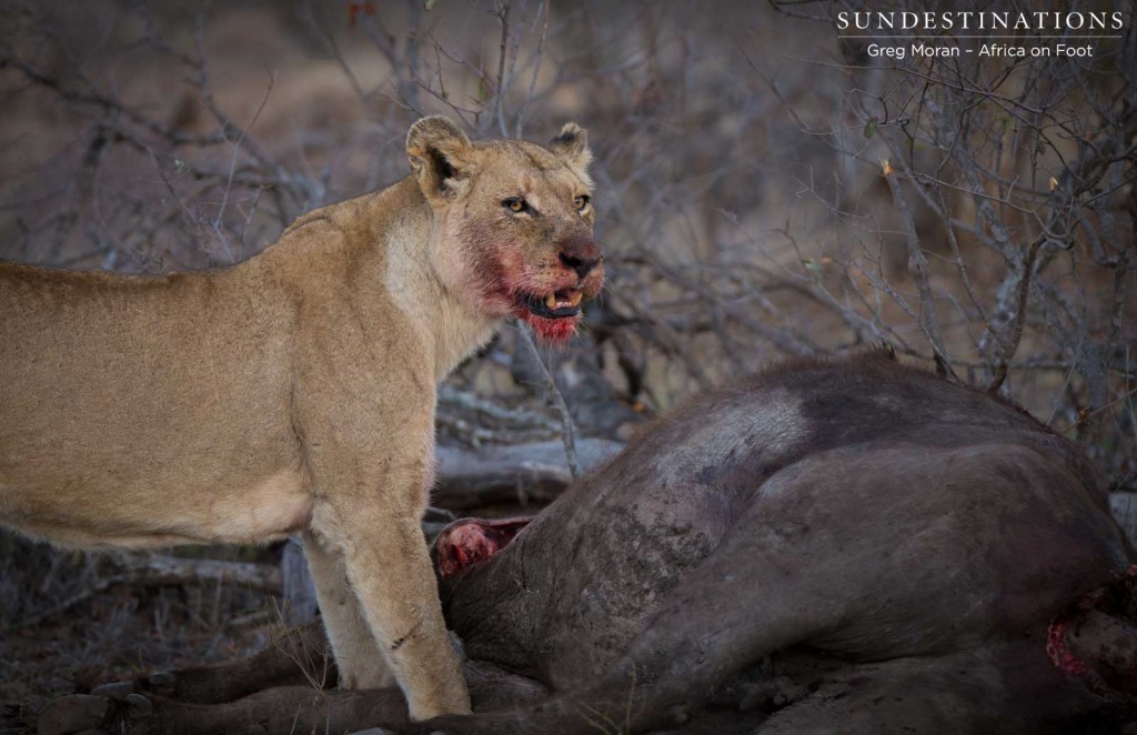 Lion kill took place just outside Africa on Foot camp