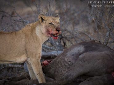 This morning’s safari activities at Africa on Foot began extra early when everyone in camp was woken up by an animal commotion at 04h30! The unmistakable sound of a buffalo in distress bellowed through the darkness, while the determined growls of lions making a kill added to the frightening calls. Quick as a flash, the […]