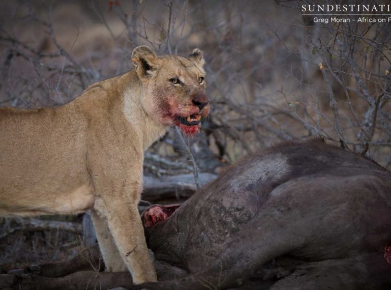 Lions Kill Buffalo while Guests Witness from Treehouse