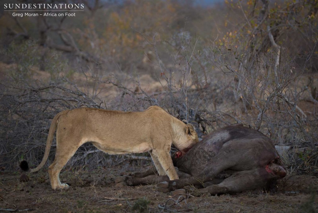 3 Lions caught and killed a buffalo in the Africa on Foot camp grounds