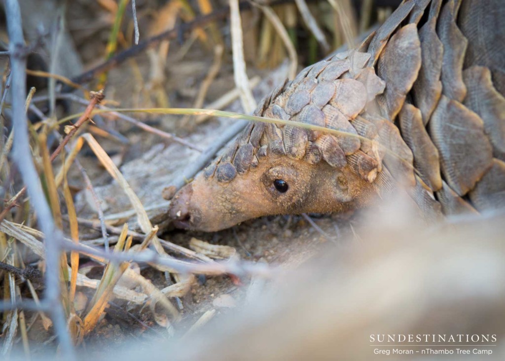 Pangolin spotted in the Klaserie