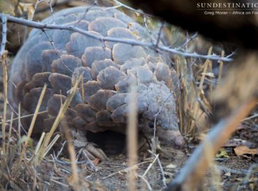 Given all the excitement surrounding Africa on Foot and nThambo Tree Camp in the Klaserie Reserve recently, we are discovering that just about every game drive presents something remarkable, whether it be a candy-coloured sunset, the perfect gin & tonic, African wild dog puppies, lions, or a rare and endangered (and hardly EVER seen) pangolin! […]