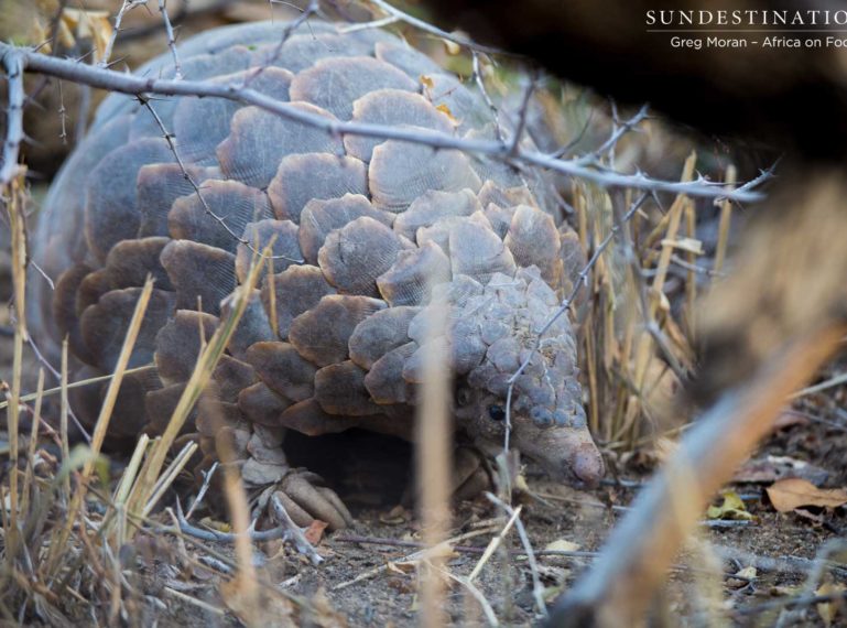 Jackpot! A Wild Pangolin Spotted on Game Drive