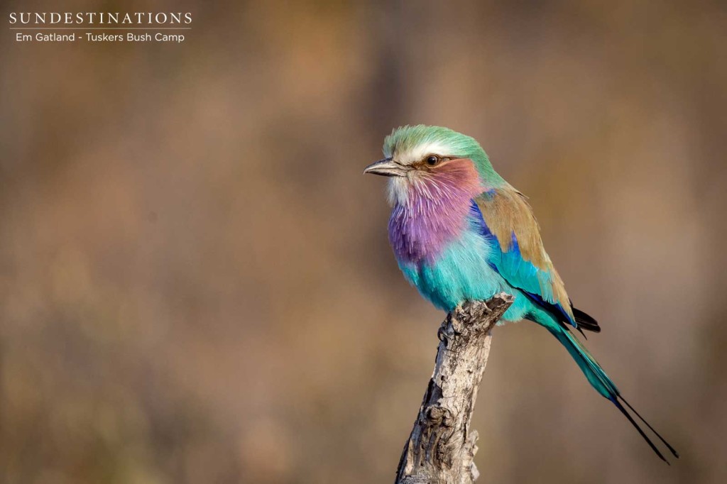 A lilac-breasted roller perches, compact, on an available branch as the morning warms up