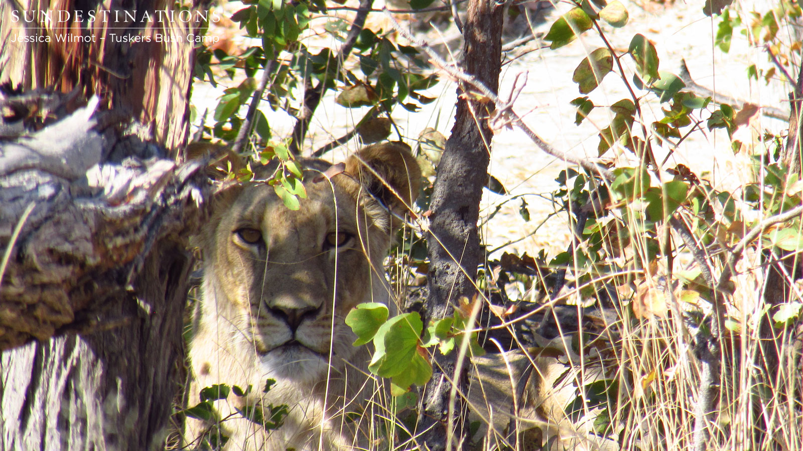 Lioness at Tuskers