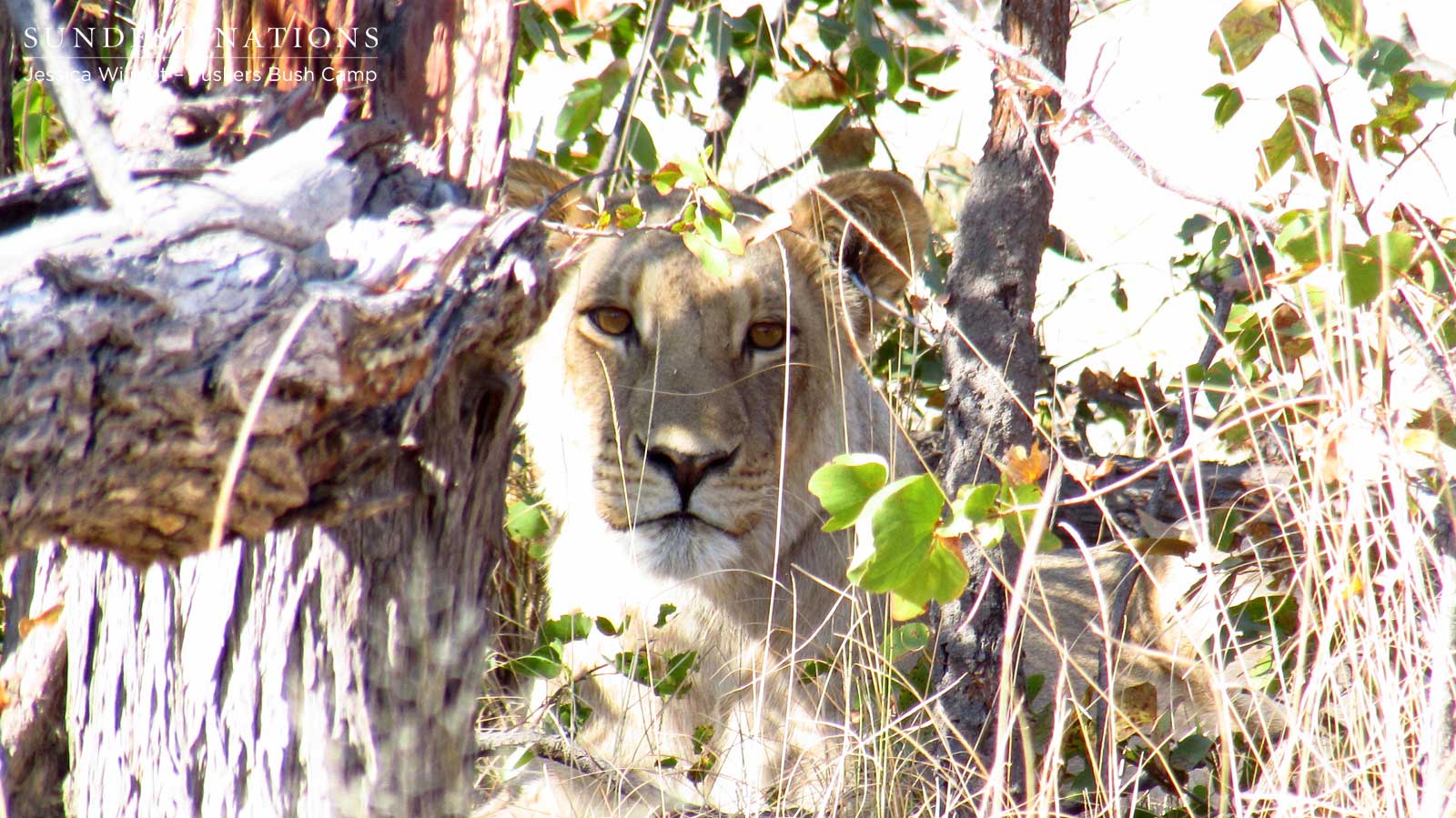 Lioness in Thickets