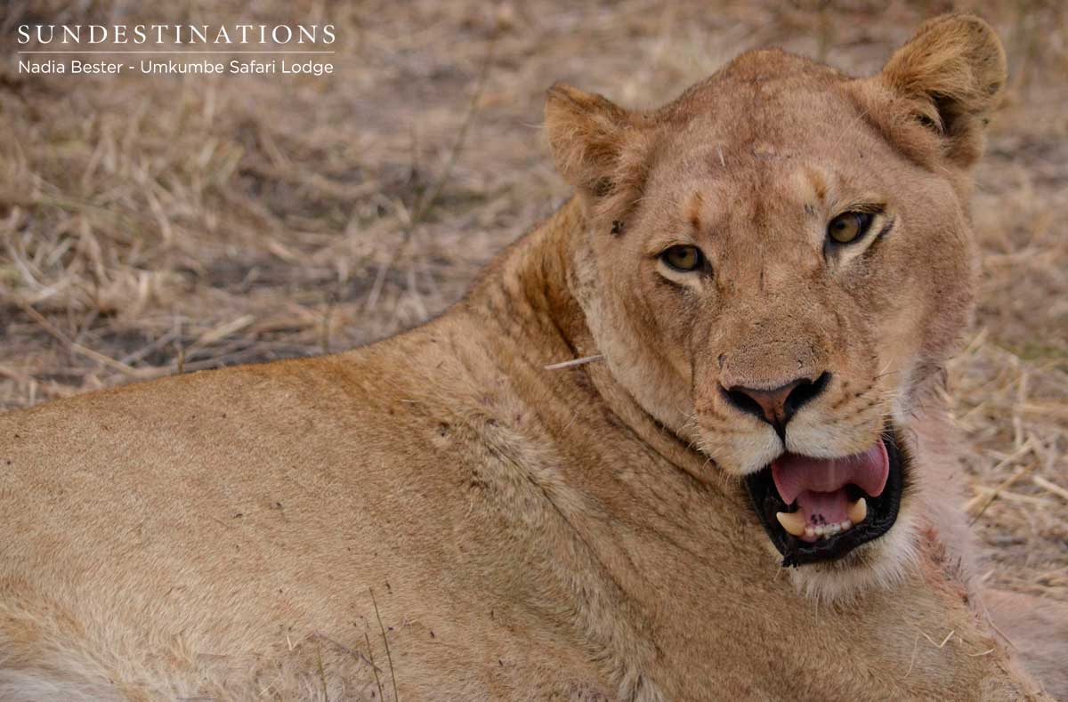Mhangeni Pride Lions