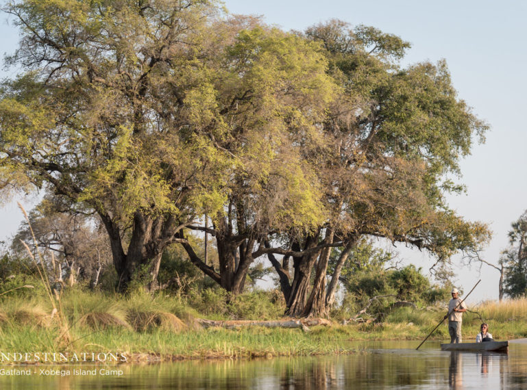 Xobega Island Camp: The Quintessential Mokoro Experience