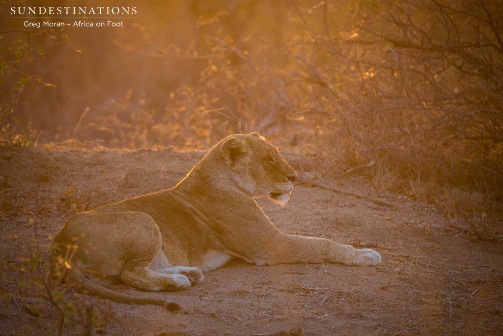 Second Breakaway lioness hanging back, nervous of the Mapoza presence