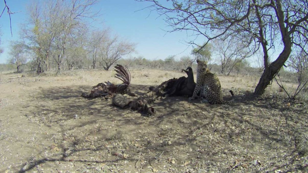 Leopard visits an abandoned lion kill, caught on camera trap