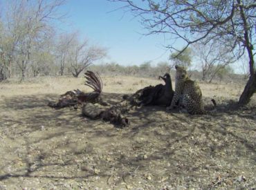 When buffaloes lose their lives to lions, it’s the beginning of a process of decomposition, and it is surprising just how many creatures benefit from the death of the buffalo after the lions have done their part and eaten the meat from the bones. The entire buffalo gets put to use and all that remains might […]