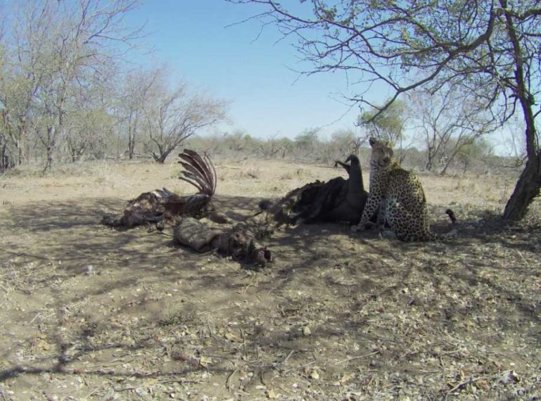 The Never Ending Story: Leopard Visits Lion Kill