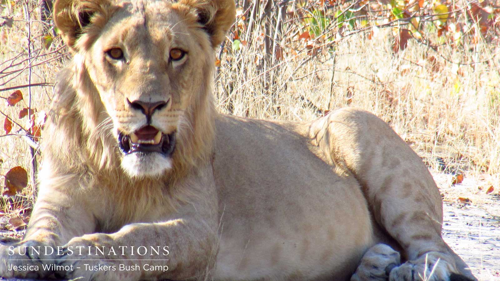 Tuskers Lion Botswana