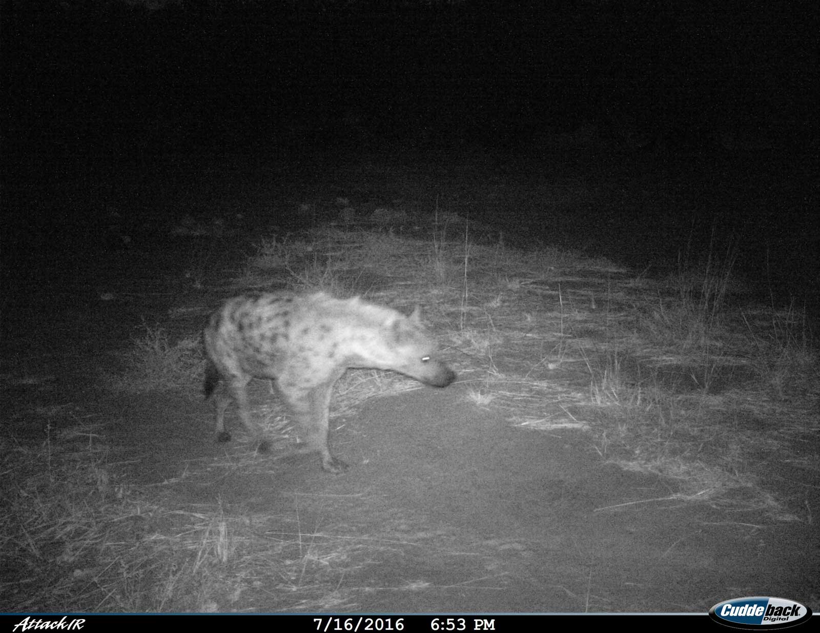 Tuskers Hyena
