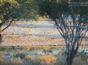 Tusker’s Bush Camp is nestled on a 365, 000 traverse and there’s plenty of untamed wildlife hiding in the arid thickets, waiting for the right moment to reveal themselves. We’ve delivered photos of roaming plains game and now its time to show off the big cat sightings. Just recently Tuskers installed a camera trap to […]