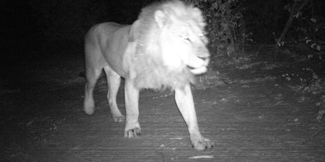 Big Cats of Tuskers Bush Camp : A Quick Catch Up