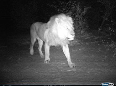 A couple of weeks ago we introduced you to the leopards of Tuskers Bush Camp.  We have yet to identify the individual leopards, but we can confirm that another leopard paid us a visit a few days ago. This is becoming a regular occurrence for Tuskers Bush Camp! With the aid of camera traps, we […]