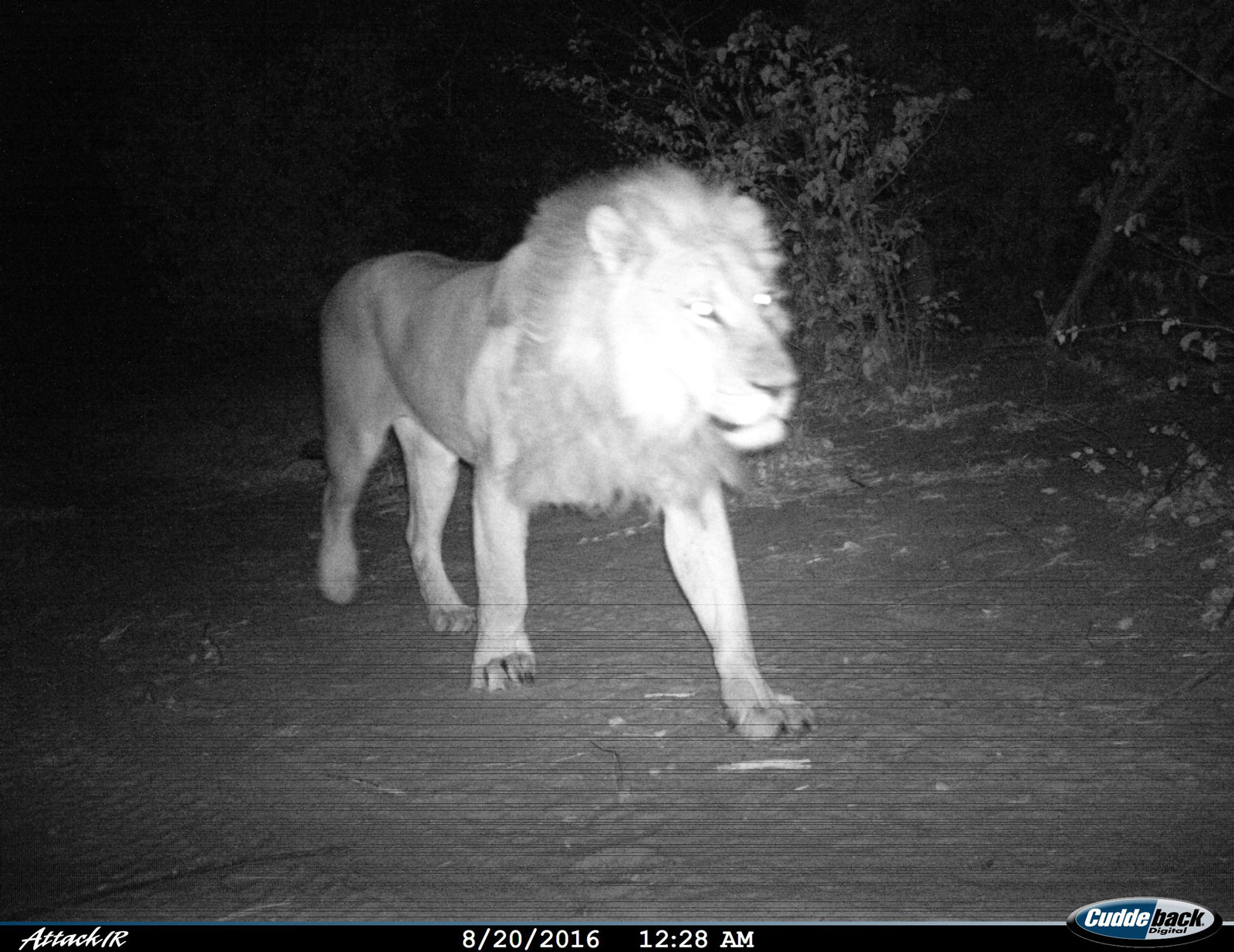 Lion at Tusskers Bush Camp