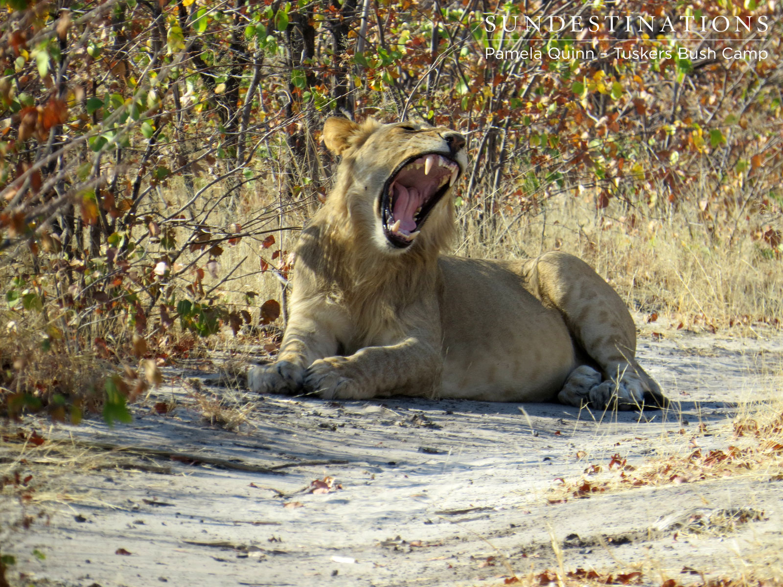 Tuskers Lion Yawning