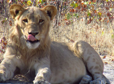 A lone male lion with endless golden locks and a powerful beast of a body was seen patrolling the arid landscape around Tuskers Bush Camp. He was swaggering his way along the road en route to the pan – probably to replenish his thirst. We know this because the camera trap photographed him in the […]