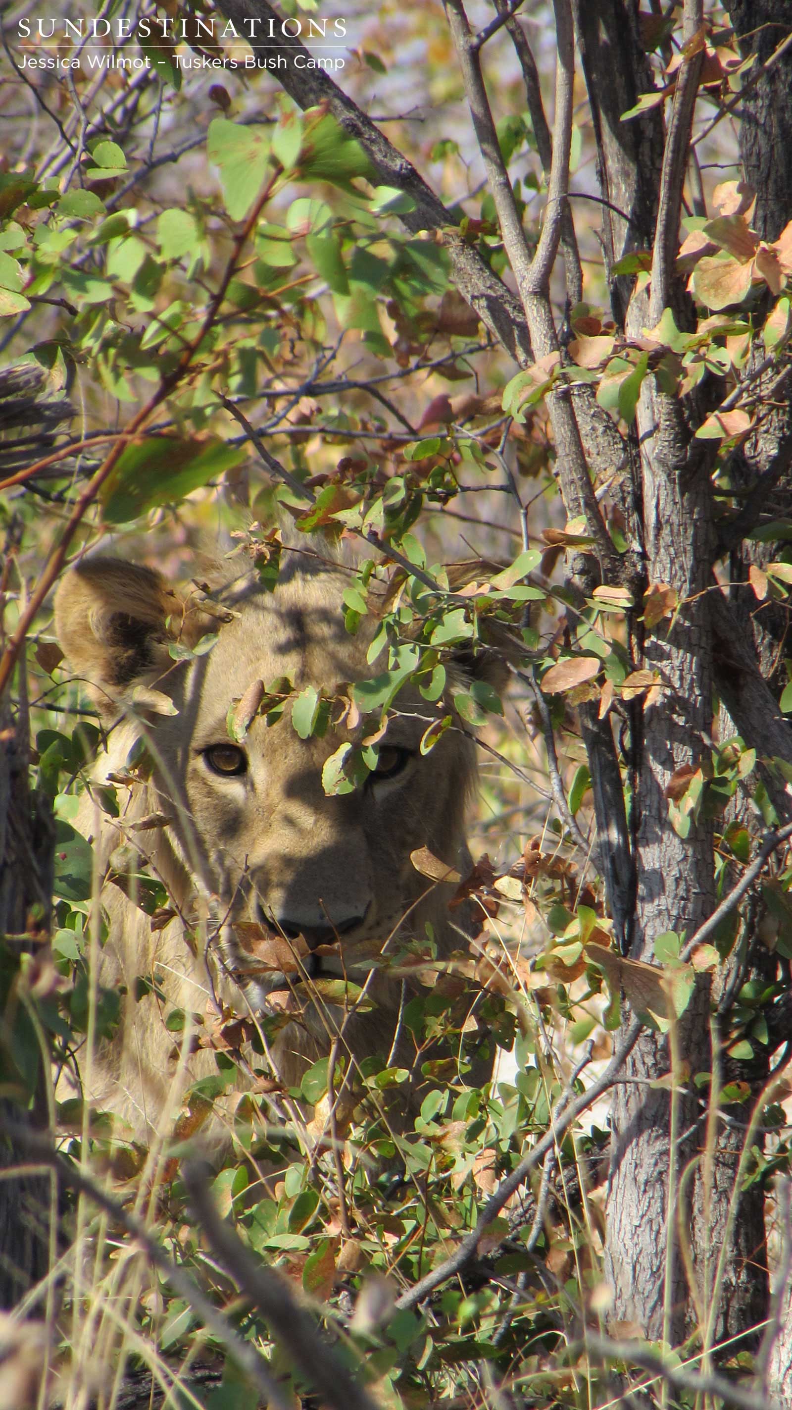 Tuskers Lioness  in Thickets