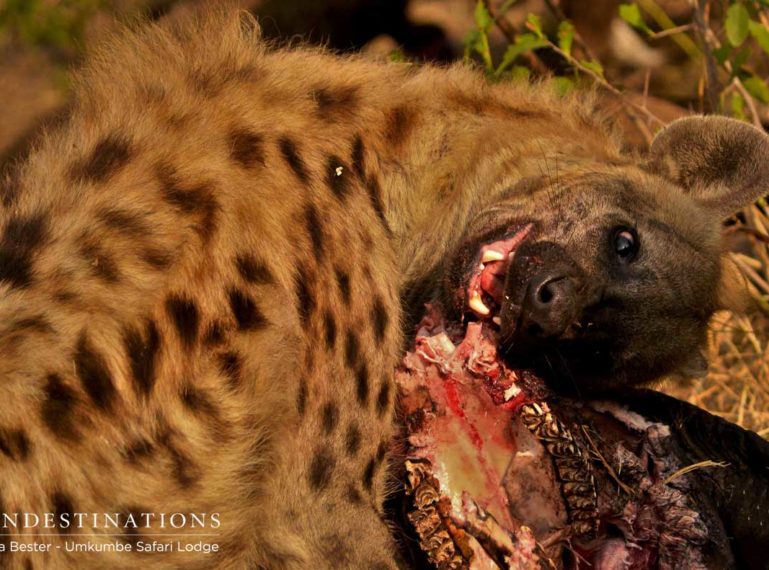 Umkumbe Lions and Hyenas : Ultimate Frenemies
