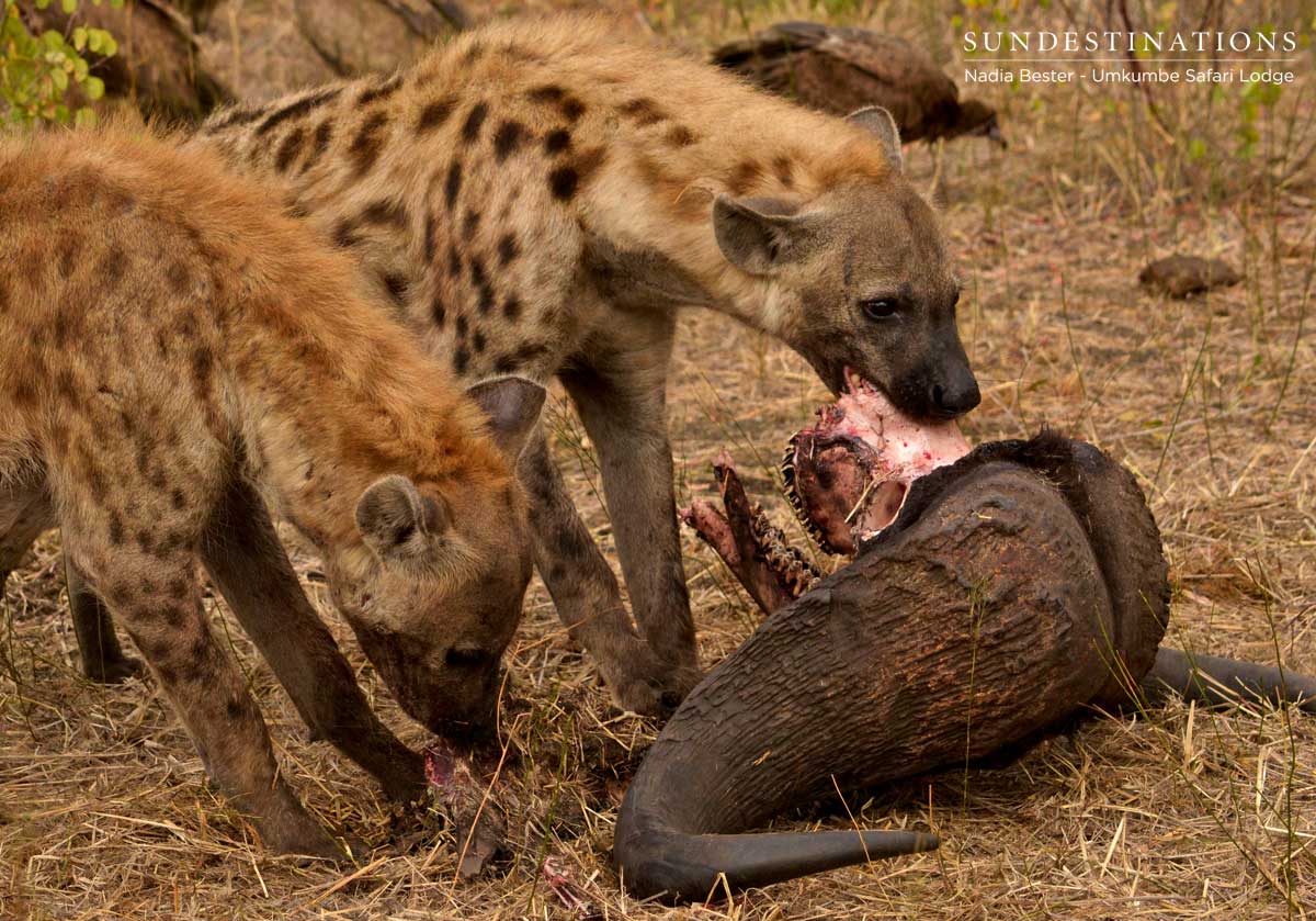 Hyena with Buffalo Skull
