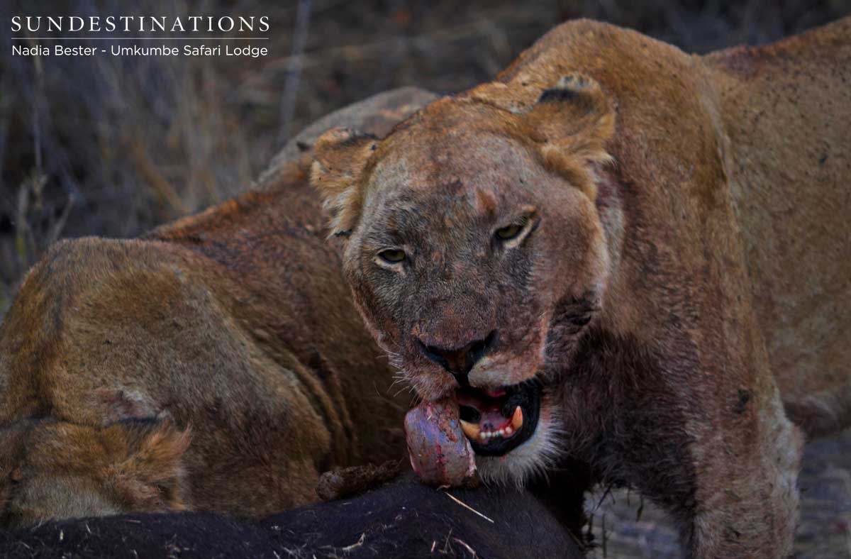 Umkumbe Lions Devour Kill