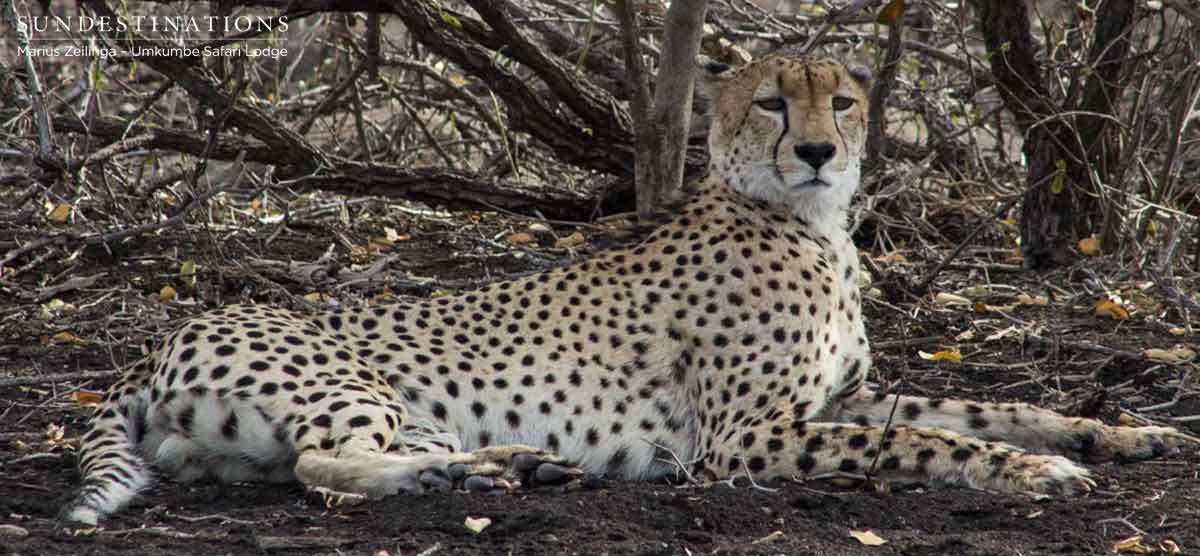 Umkumbe Cheetah