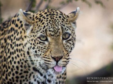 The week in pictures has tied in quite nicely with “World Photography Day“! Thank you to all of our rangers, photographers and those who capture moments in nature at our camps. Without you, this journey would not be possible. We certainly have an array of colourful species peppered throughout the Kruger. Their bright display of […]