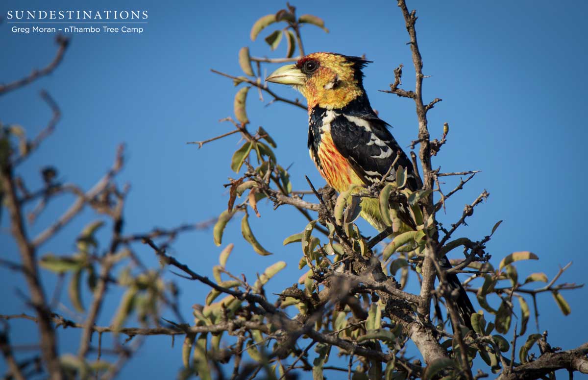 Crested Barbet at nThambo