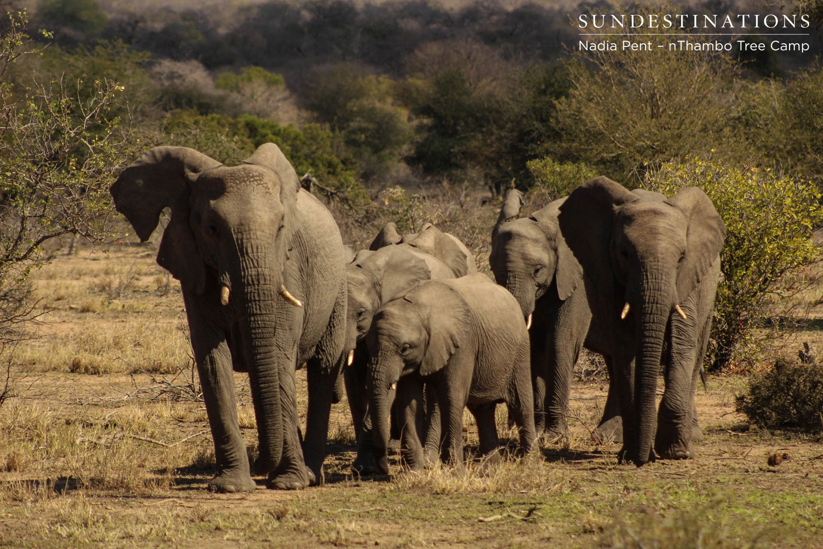 Elephant Herd nThambo
