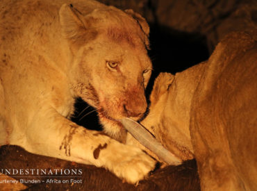 “Something always dies when the lion feeds and yet there is meat for those that follow him” – Wilbur Smith Seeing a white lion in the wild is rare. Seeing white lions on kill, devouring their latest meal is even more of a rare occurrence. Yet, this is exactly what happened at Africa on Foot. Only a […]