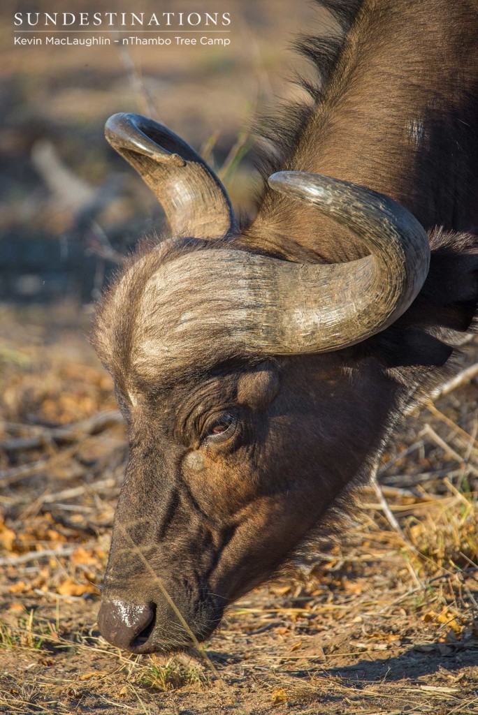 A buffalo cow reaches for a tuft of green grass - a tasty morsel in times of drought