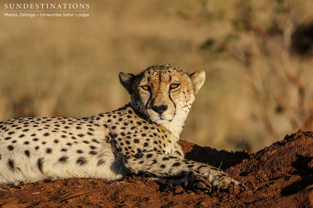 The amber-eyed gaze of a rare cheetah seen relaxing on the reserve. Perfection.