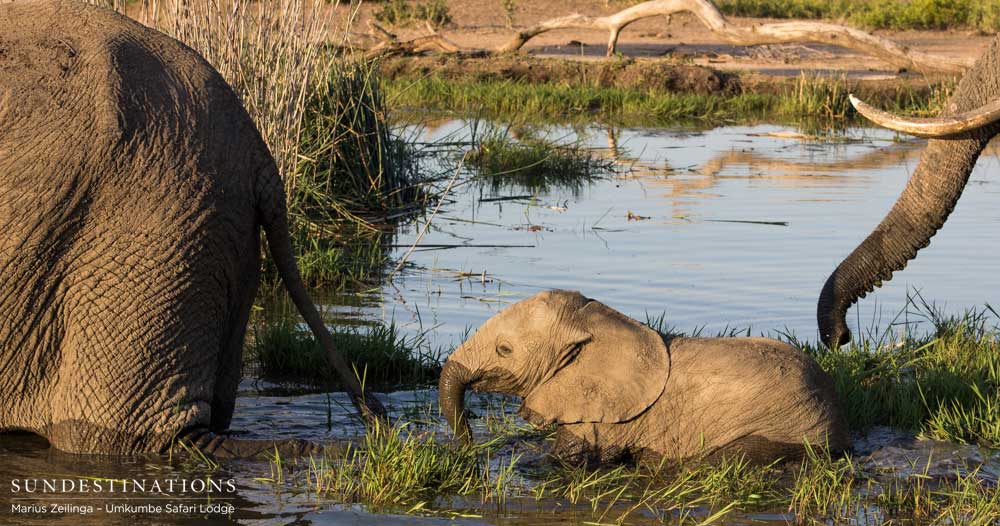 An elephant calf gets waist-deep in the Sand River water as the whole herd crosses from bank to bank