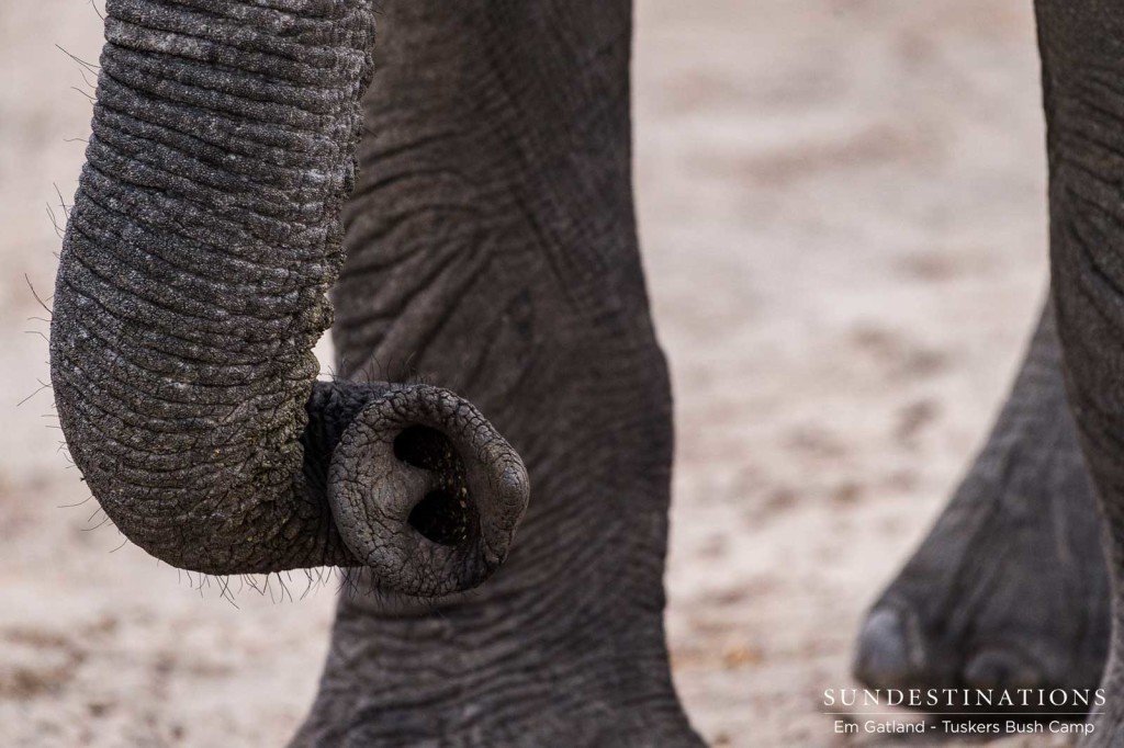 The incredibly diverse trunk of an elephant subtly picking up scents in the air