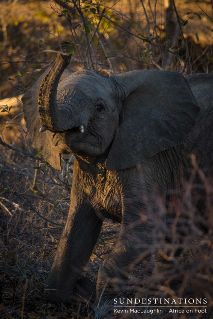 A young elephant 'salutes the sun' in an adorable pose, as she picks up our scent in the air