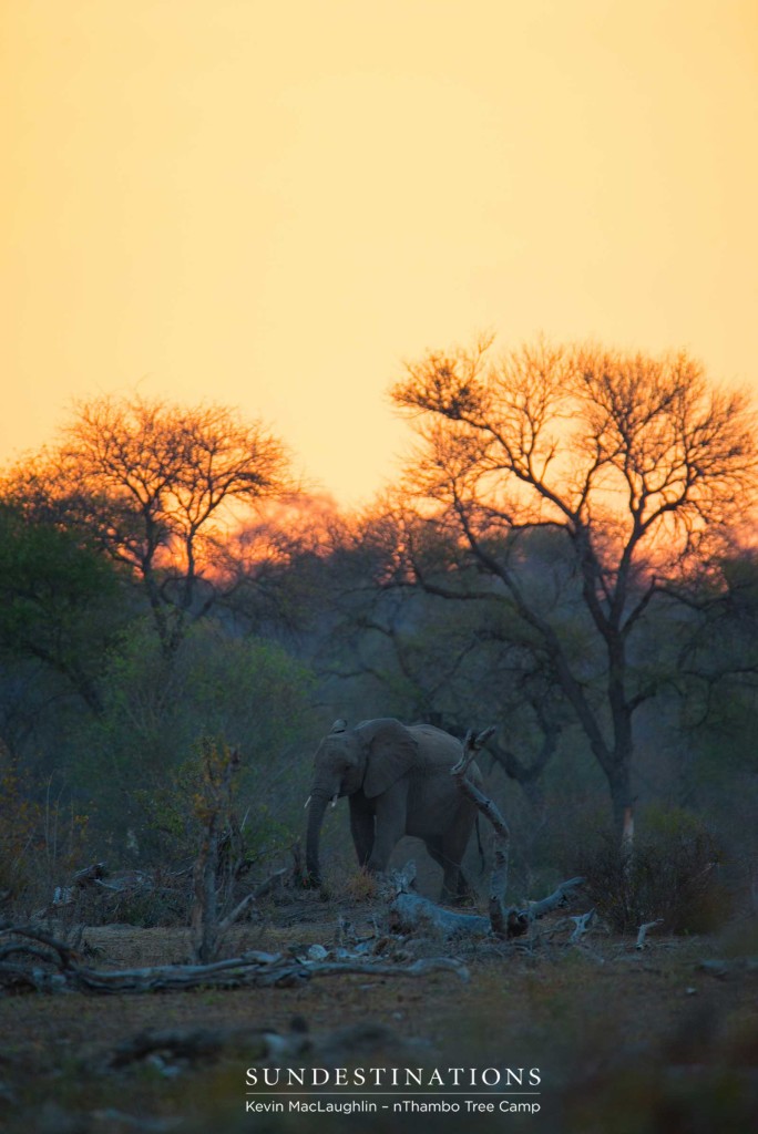 One of Africa's treasured elephants beneath a blazing sky at the end of another African day