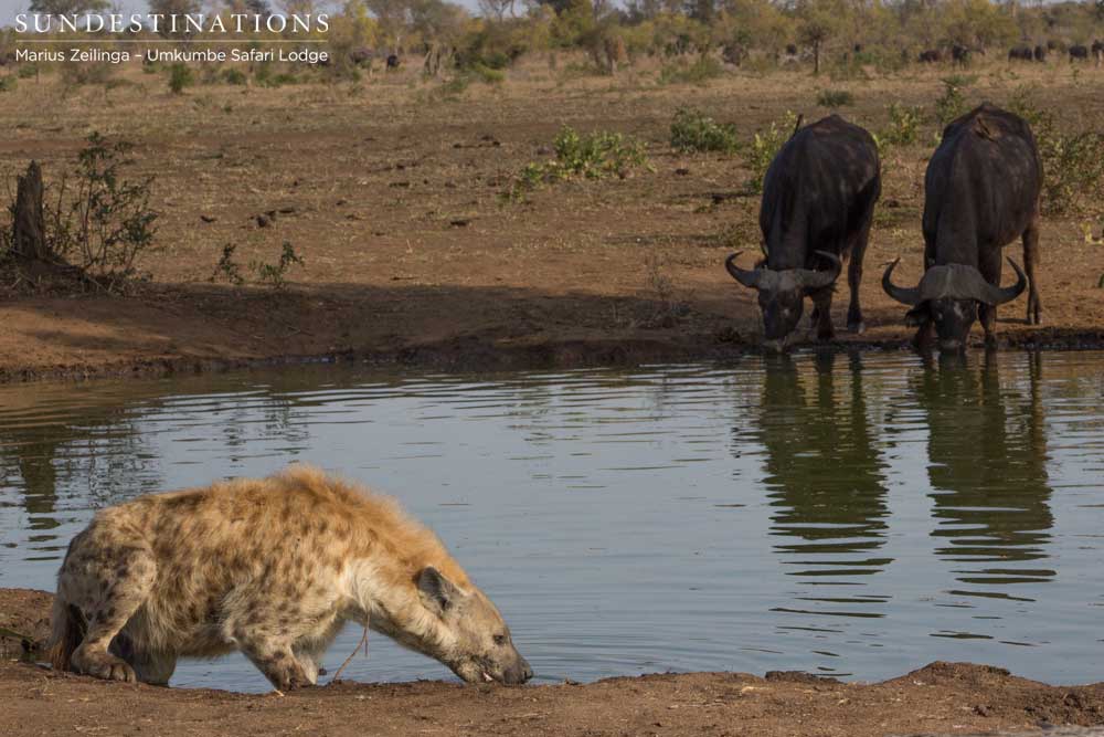 Spectacular shot of a spotted hyena crouching to drink while a pair of African buffalo dip their heads on the opposite side  of the pan. 